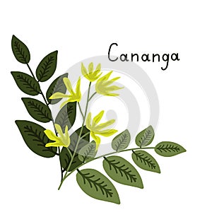 Cananga odorata illustration