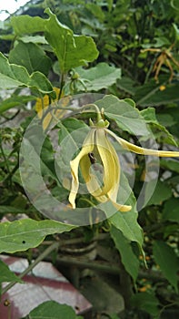 Cananga odorata or kenanga plant