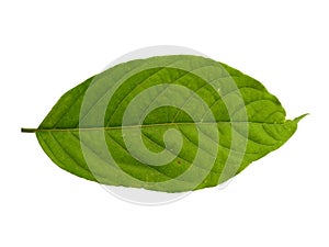 Cananga odorata leaves or plantae leaf Isolated on white background.