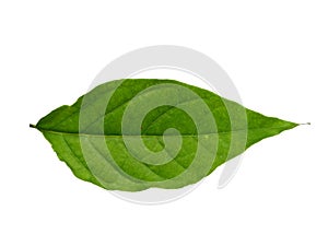 Cananga odorata leaves or plantae leaf Isolated on white background.