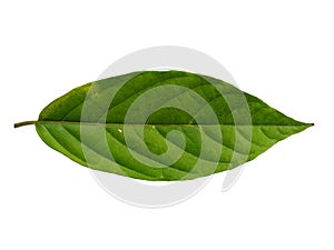 Cananga odorata leaves or plantae leaf Isolated on white background.