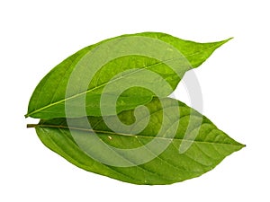 Cananga odorata leaves or plantae leaf Isolated on white background.