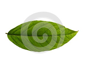 Cananga odorata leaves or plantae leaf Isolated on white background.