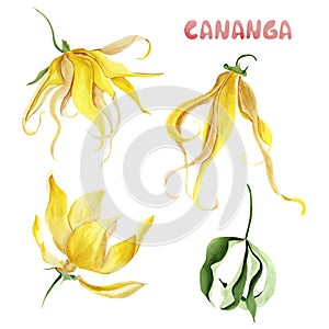 Cananga odorata watercolor floral set