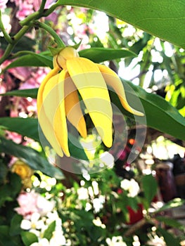 Cananga odorata yellow flower plant