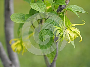 Cananga odorata Ylang-ylang name of flower Waves Gray bark Bouquet of flowers into a cluster Yellow or green petals are fragrant