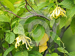 Cananga odorata Ylang-ylang name of flower Waves Gray bark Bouquet of flowers into a cluster Yellow or green petals are fragrant