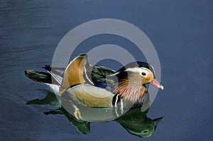 CANARD MANDARIN aix galericulata