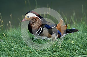 CANARD MANDARIN aix galericulata