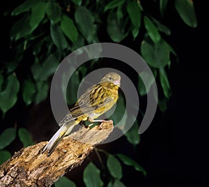 CANARI  DE CHANT HARZ