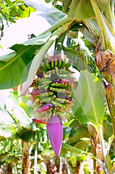 Canarian Banana plantation Platano in La Palma