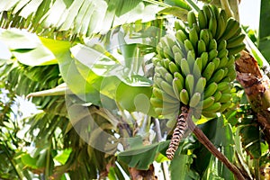 Canarian Banana plantation Platano in La Palma photo