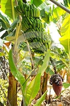 Canarian Banana plantation Platano in La Palma photo