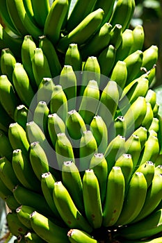 Canarian Banana plantation Platano in La Palma photo