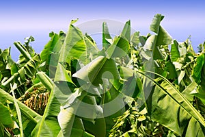 Canarian Banana plantation Platano in La Palma photo