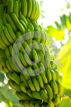 Canarian Banana plantation Platano in La Palma