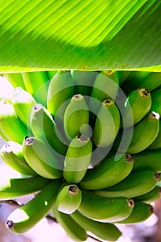 Canarian Banana plantation Platano in La Palma