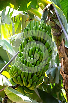 Canarian Banana plantation Platano in La Palma photo