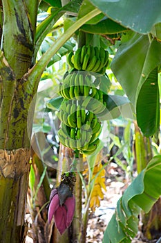 Canarian Banana plantation Platano in La Palma photo