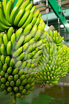 Canarian Banana Platano in La Palma