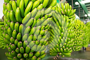 Canarian Banana Platano in La Palma photo