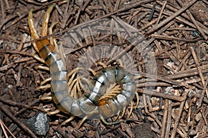 Canarian centipede, Scolopendra valida, in Las Brujas Mountain.