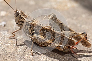 Canarian grasshoppers Calliptamus plebeius copulating, Cuz de Pajonales.