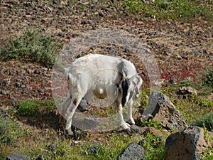 Canarian island goat on a hill of fuerteventura photo