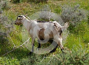 Canarian island goat on a hill of fuerteventura photo