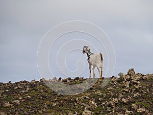 Canarian island goat on a hill of fuerteventura photo