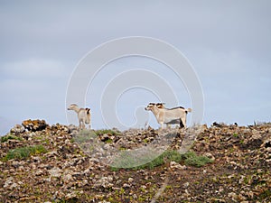 Canarian island goats on a hill of fuerteventura photo