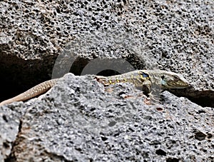 Canarian Lizard