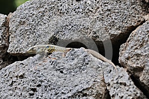 Canarian Lizard