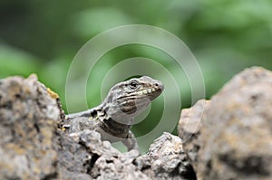 Canarian Lizard