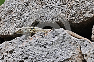 Canarian Lizard