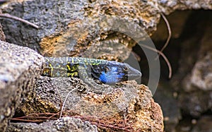 Canarian lizard - Lagarto tizon - between the rocks