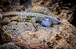 Canarian lizard - Lagarto tizon - between the rocks
