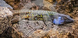 Canarian lizard - Lagarto tizon - between the rocks