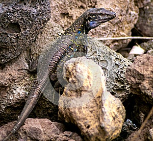 Canarian lizard - Lagarto tizon - between the rocks