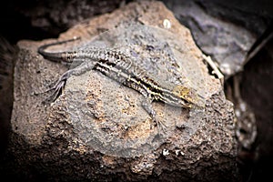 Canarian lizard - Lagarto tizon - between the rocks photo