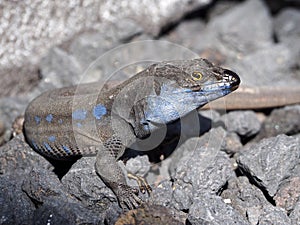 Canarian Lizard photo