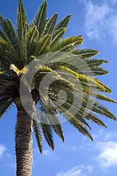 Canarian Palm 2 photo