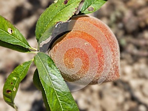 Canarian peach ripening on the tree