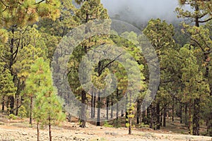 Canarian pine tree forest photo
