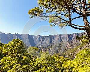 Canarian Pines at Caldera de Taburiente in La Palma photo