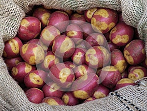 Canarian pink potatoes in a sack