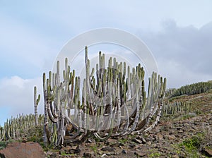 A Canarian thistle in the Jandia nature park photo