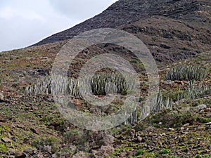 A Canarian thistle in the mountains of the Jandia nature park photo