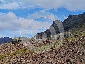 A Canarian thistle in the mountains of the Jandia nature park photo