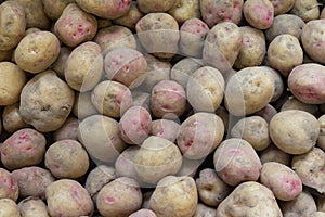 Canarian wrinkly potatoes - papas arrugadas photo
